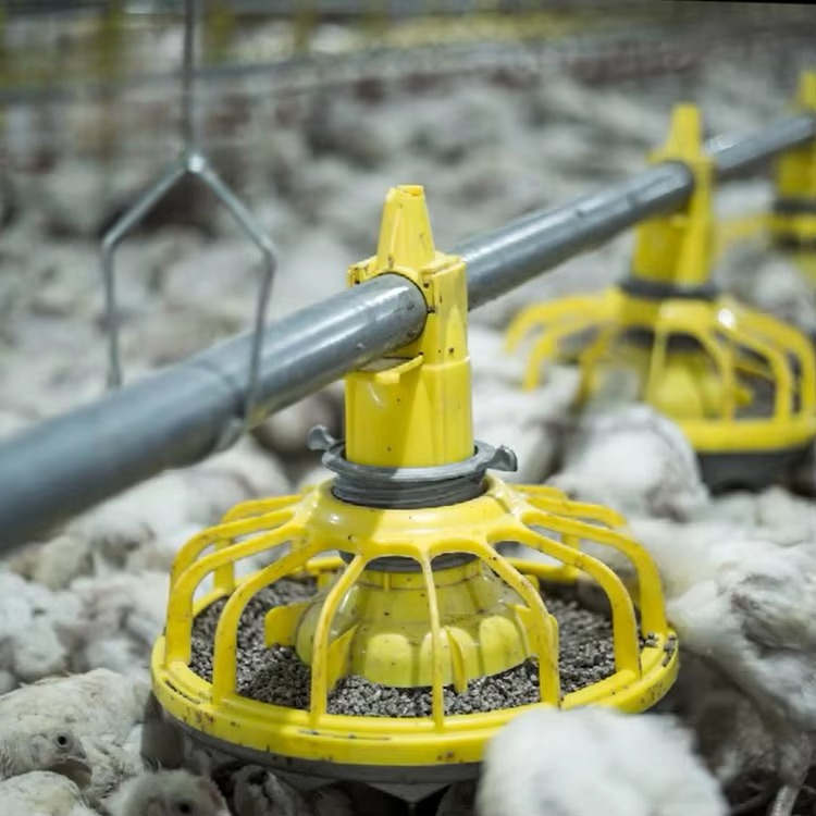 Farming Agriculture Equipment - อุปกรณ์การเกษตรสำหรับไก่และสัตว์ปีก/อุปกรณ์อาหารไก่เนื้อ/อุปกรณ์เลี้ยงสัตว์ปีกสำหรับขาย