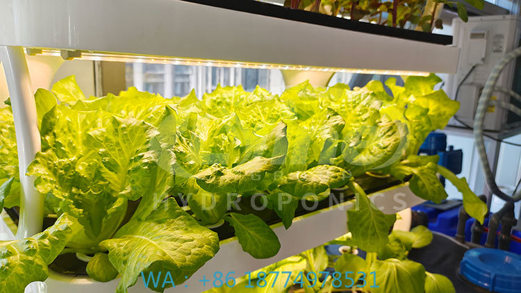Farming Agriculture Equipment - เครื่องจักรการเกษตรสำหรับปลูกผัก ผักกาดหอม และสตรอว์เบอร์รี ระบบปลูกแนวตั้งแบบไฮโดรโปนิกส์
